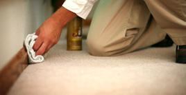 Carpet Cleaners NY